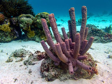 Bonaire adasının kıyısındaki Karayip mercan resifleri