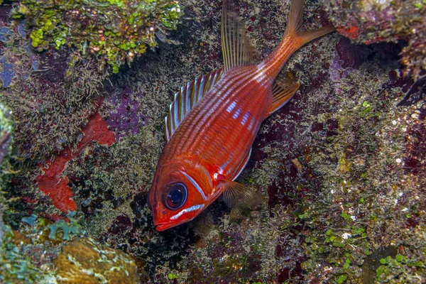 Karayip Mercan Resifi Myripristinae Holocentridae Familyasının Bir Alt Familyasıdır — Stok fotoğraf