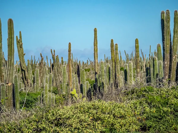 Scenic Landscape Island Bonaire Cactus — Stock Photo, Image