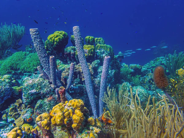 ボネール島沖のカリブ海のサンゴ礁 — ストック写真