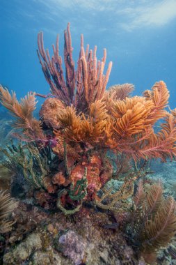 Bonaire adasının kıyısındaki Karayip mercan resifleri