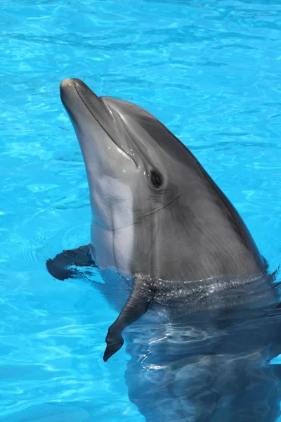 Cabeza de delfín feliz — Foto de Stock
