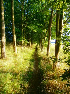 Treewalk