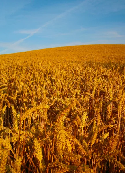Golden Fields of Wheat — Stock Photo, Image