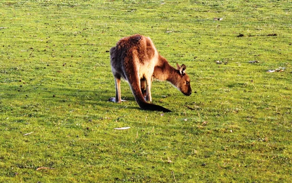 Kangaroo — Stock Photo, Image