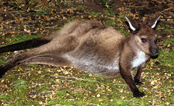 Kangaroo — Stock Photo, Image