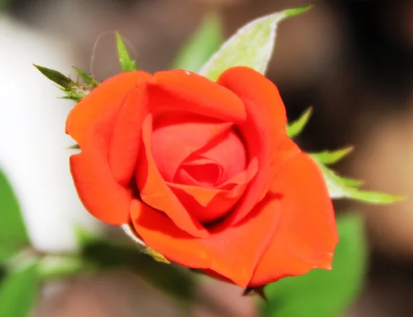 Red rose — Stock Photo, Image