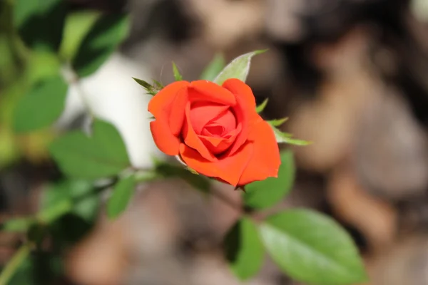 Rosa vermelha — Fotografia de Stock