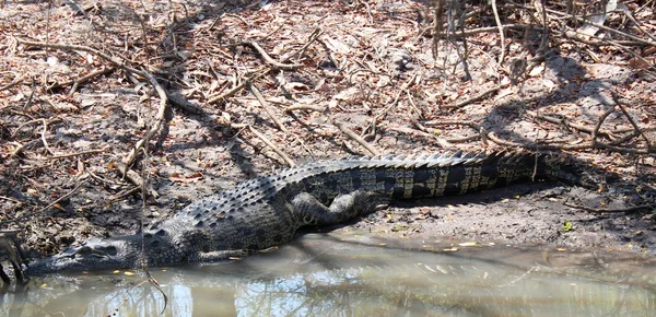 Crocodile — Stock Photo, Image