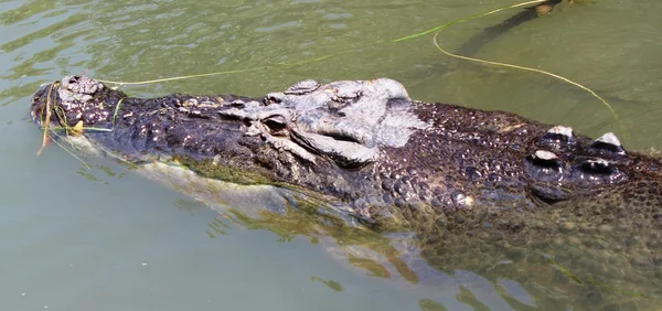 Crocodile — Stock Photo, Image