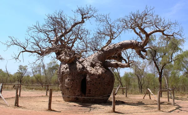 Nagy baobab Jogdíjmentes Stock Képek