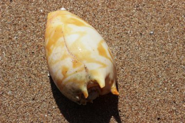 Kumda bir deniz kabuğu