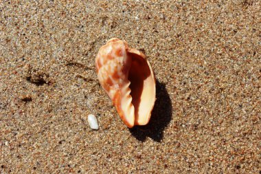 Kumda bir deniz kabuğu