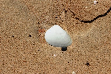 Kumda bir deniz kabuğu