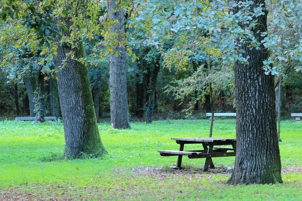 ağaçlar ve monza'nın Park avenue