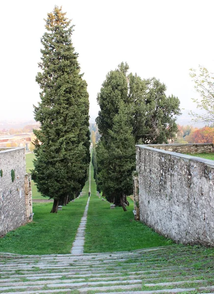 Trees — Stock Photo, Image