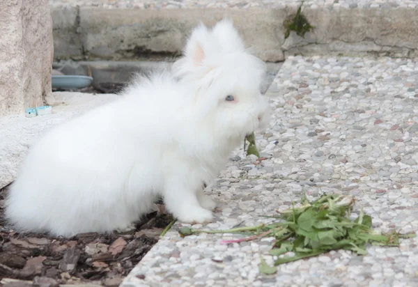 Kaninchen — Stockfoto