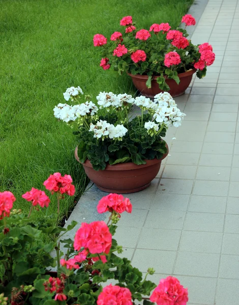 Geranium — Stock Photo, Image