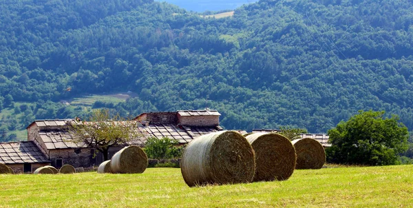 Hay field — Stok Foto