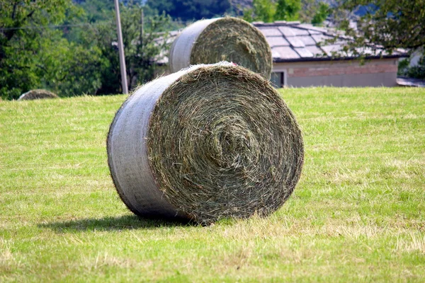Hay field — Stock Photo, Image
