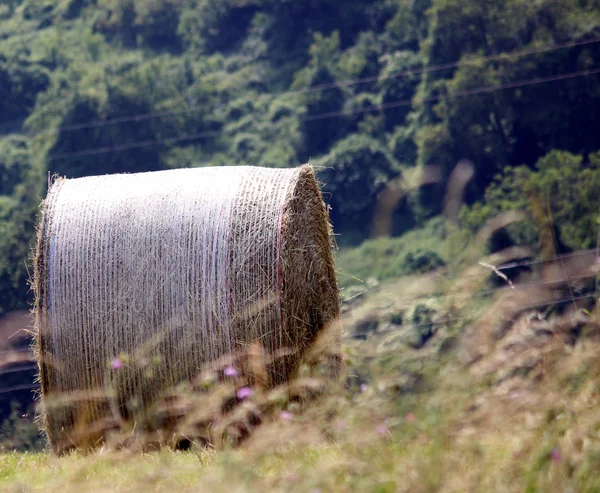 Campo de feno — Fotografia de Stock