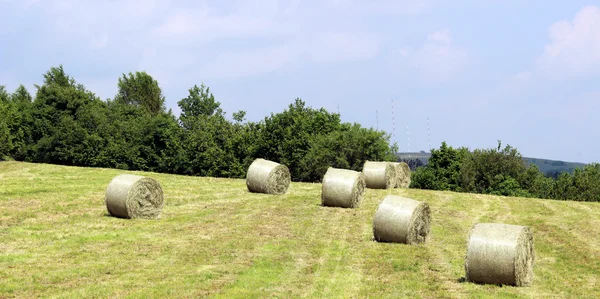 Hooi veld — Stockfoto