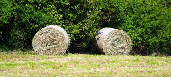 Campo de feno — Fotografia de Stock