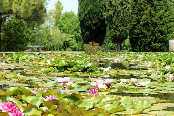 Water lily — Stock Photo, Image