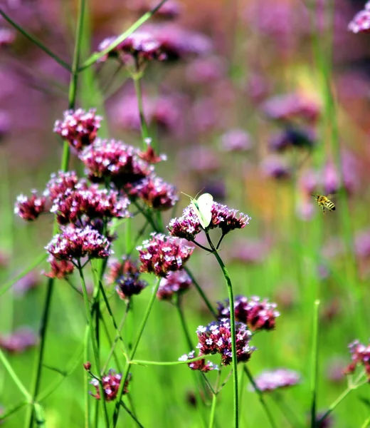 Flowers — Stock Photo, Image