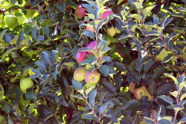 Apfelbäume — Stockfoto