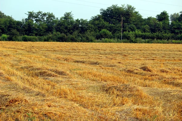 Veld — Stockfoto