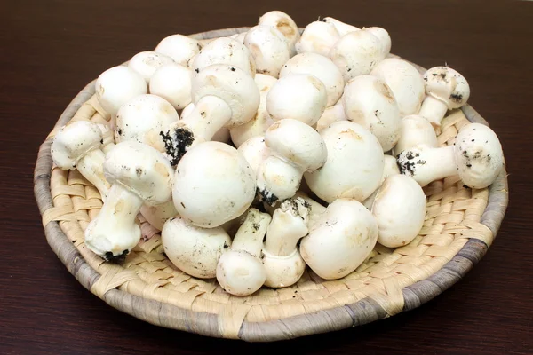 Mushroom — Stock Photo, Image