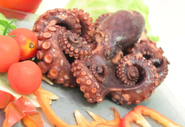 Octopus — Stockfoto