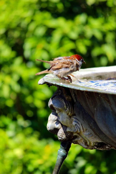 Pájaro — Foto de Stock