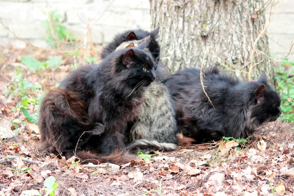 Einige Katzen — Stockfoto