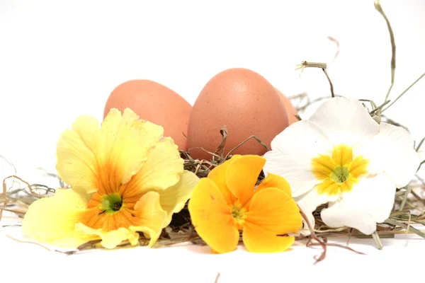 Egg – stockfoto