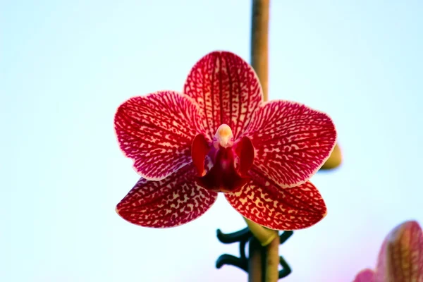 Orchidee — Stockfoto