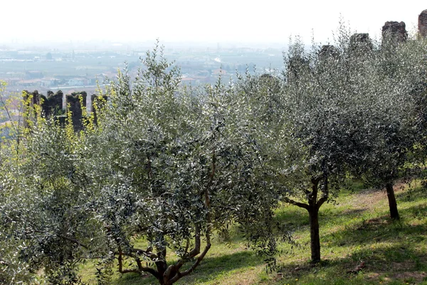 Zeytin — Stok fotoğraf