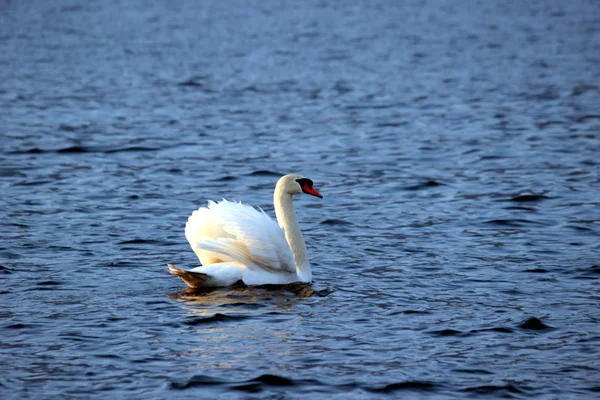 Schwan — Stockfoto