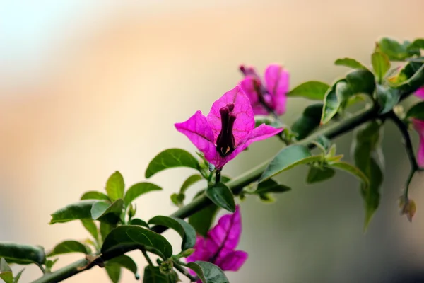 Flowers — Stock Photo, Image