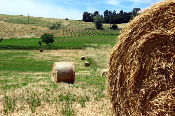 Campo de feno — Fotografia de Stock