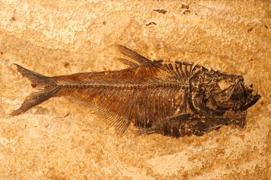 Fossilized Fish clipart