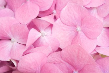 Pink petals detail clipart