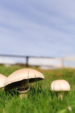 Mushrooms with copy space clipart
