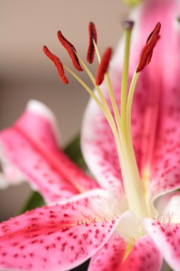 Stargazer lily çiçek