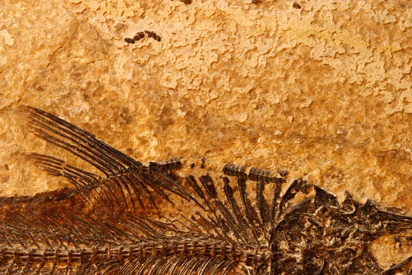 Fossil fish detail — Stock Photo, Image