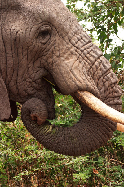 An elephant eats from a tree in Ngorongoro Crater,Tanzania.