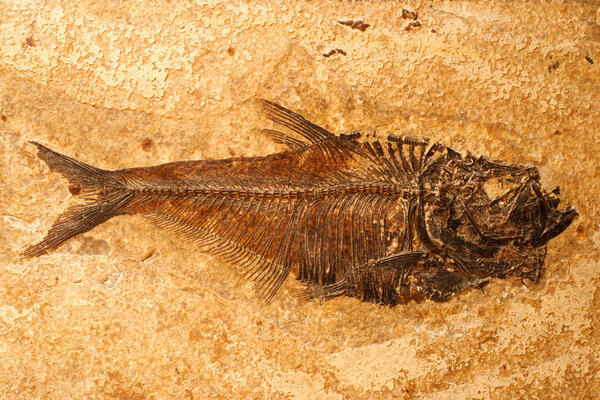 Fossilized Fish