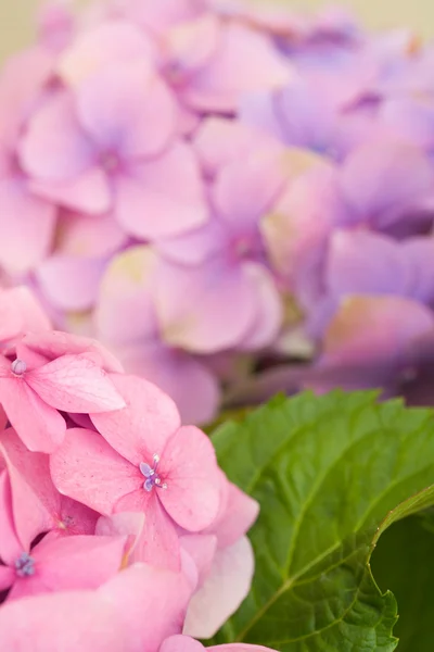 Detalle flor de hortensias — Foto de Stock