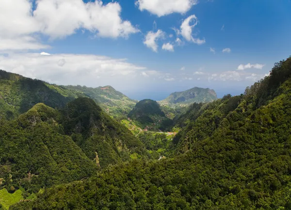 Foresta pluviale — Foto Stock